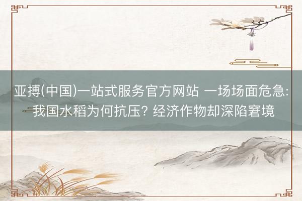 亚搏(中国)一站式服务官方网站 一场场面危急: 我国水稻为何抗压? 经济作物却深陷窘境